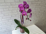 Elegant Purple Phalaenopsis Orchid Vase - VS071