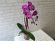 pure seed vs071 + Phalaenopsis Orchid + vase arrangement