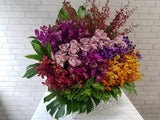 Flamboyant Orchid & Cymbidium Basket - BK518