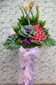 pure seed op097 + Brassica flower, Gerberas, Orchids and Bird of Paradise flowers + opening stand