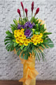 pure seed op205 + Gerberas, Brassica, Orchids,  Ginger Flowers and Leaves   + opening stand