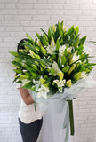 Lily Grandeur - BQ774