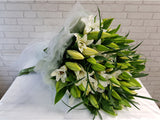 Lily Grandeur - BQ774