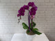 Phalaenopsis Orchid Vase - VS086
