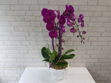 Phalaenopsis Orchid Vase - VS086