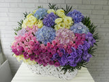 Sumptuous  Colorful Hydrangea Basket - BK519