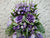 Purple Prosperity Opening Flower - OP048