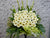Pure Condolences Flower Stand - SY115