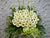 Solace Condolences Flower Stand - SY064