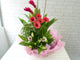 pure seed fr022 + Gerberas, Lilies, Ginger Flower and Fresh Fruits basket