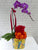 Elegant Phalaenopsis CNY Flower - CNY301